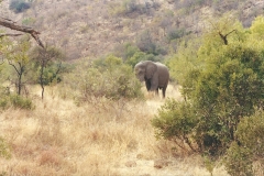 South_Africa-_Elephant