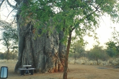 Zimbabwe-_Famous_Babau_tree_AKA_the_Tree_of_Life